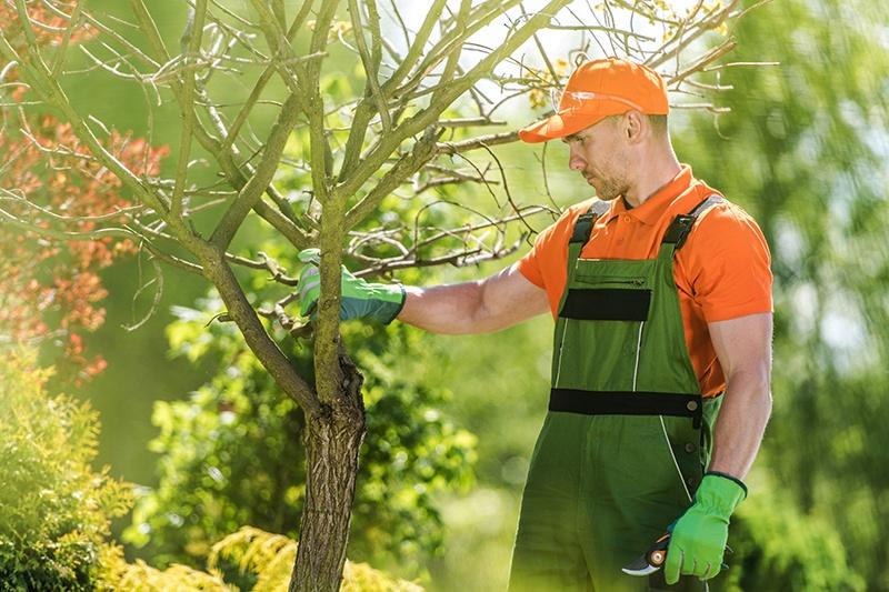 Tree Care Services Dublin