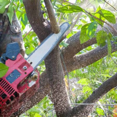 Tree pruning Services Dublin