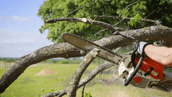 Tree CARE